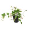 IKEA FEJKA Artificial Potted Plant In/Outdoor/Rose Light Pink 12cm